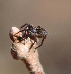 Nedospělý slíďák Pardosa prativaga před odletem (délka těla 5 mm). Foto L. Kubcová