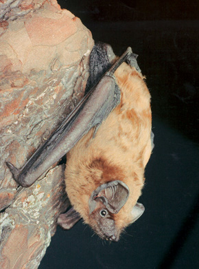 Netopýr rezavý (Nyctalus noctula) často loví nad silnicemi, obětí provozu se však stává zřídka, protože létá 10–50 m vysoko. Foto T. Bartonička