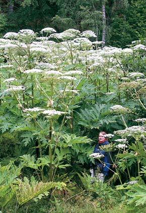 Rozměry bolševníku velkolepého (Heracleum mantegazzianum) jsou skutečně úctyhodné. Kvetoucí lodyhy mohou dosahovat výšky až 5 m a listy přízemních růžic délky 2,5 m. Foto J. Pergl 