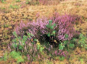 Na zdevastovaných a sešlapaných plochách vřes obecný (Calluna vulgaris) dobře regeneruje, protože semena klíčí převážně na minerální půdě. Foto J. Kubíková 