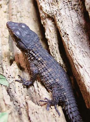 Mládě kruhochvosta černého (Cordylus niger) vykazuje melanismus pouze částečně, úplné černé zbarvení se projeví až později. Foto J. Brůna