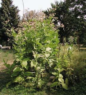 Vlevo rostliny tabáku Nicotiana sylvestris, N. tomentosiformis a F1 hybridi připravení v laboratoři molekulární epigenetiky Biofyzikálního ústavu AV ČR v Brně mezidruhovým křížením N. sylvestris (mateřská rostlina) x N. tomentosiformis (pylový dárce). Foto K. Skalická