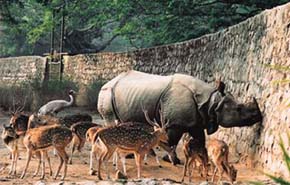 Společný výběh nosorožce indického (Rhinoceros unicornis), jelena axise indického (Axis axis) a jeřába Antigonina (Grus antigone) v zoo Guváhátí. Foto T. Adamová 