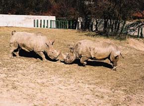 Jižní forma nosorožce tuponosého (Ceratotherium simum simum) v Zoo Bratislava. Defenzivní postoj samic (vlevo) - nahoru ohnutý ocas, ušní boltce většinou namířené dopředu, pootevřená tlama. Foto M. Krug 