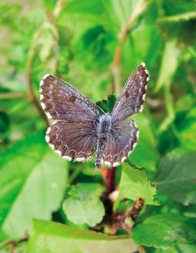 Dospělý jedinec modráska rozchodníkového (Scolitantides orion). Foto A. Čelechovský 