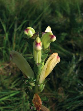 Všivec žezlovitý (Pedicularis sceptrum-carolinum) již v České republice vyhynul. Na slatiništi Bagno Staw ale přežívá. Foto L. Lyer