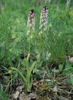 Habitus vstavače osmahlého pravého (Orchis ustulata subsp. ustulata). Vykvétá od konce dubna do poloviny června, v horských oblastech ve výšce nad 1 000 m až do konce července. Foto J. Jersáková