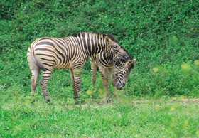 Kousnutí představuje u zebry stepní (Equus burchellii) útočný záměr. Snímky J. Pluháčka