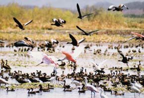 V Laguna Palo Verde (Kostarika) zimují desítky druhů ptáků - husiček, kolpíků, ibisů, volavek aj. Foto J. Májsky