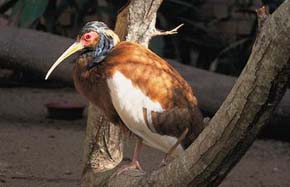 Endemický a vyhubením ohrožený ibis madagaskarský (Lophotibis cristata) v zoo hlavního města Antananarivo. Foto A. Pazderová