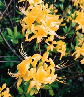 Jediný žlutokvětý pěnišník evropské květeny pěnišník žlutý (Rhododendron luteum) rozkvétá koncem května v chráněném území Lendorf v jižním Rakousku. Foto V. Resner