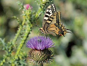 Nahoře otakárek fenyklový (Papilio machaon) - dnes již opět běžný příslušník fauny vinic. Foto M. Hluchý