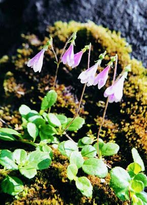 Zimozel severní (Linnaea borealis) v glaciálním kotli v Nízkých Tatrách na Slovensku (1992). Ve střední Evropě roste velmi vzácně, jeho areál výskytu je pouhým zbytkem původní oblasti z dob zalednění. Foto V. Resner 