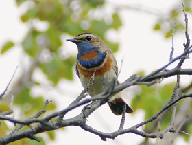 Samec slavíka modráčka tundrového (Luscinia svecica svecica). Foto V. Pavel