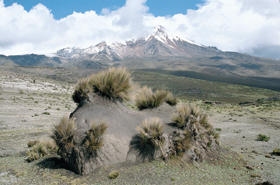 Chimborazo, vyhaslá sopka zajímavá tím, že pokud by se její nadmořská výška přes 6 000 m vztahovala ke středu Země při respektování mírně zploštělého tvaru glóbu, byla by nejvyšším vrcholem světa. Partie ležící v dešťovém stínu s výsušným prouděním větru poskytují možnost být svědky pozvolné expanze horské pouště. Eroze starých uloženin popílku narušuje porosty s dominantními trávami a konstruuje bizarní tvary mikroreliéfu. Foto P. Kovář