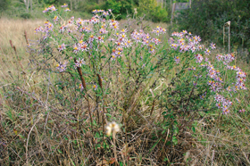 Hvězdnice sivá (Aster canus) v NPR Šúr u Bratislavy. Foto D. Dítě