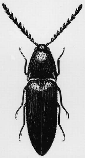 Sameček asi 8 mm dlouhého kovaříka Podeonius acuticornis se vyznačuje nápadně rozšířenými tykadly. Podle Miscellanea Entomologica (1920)