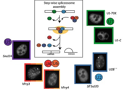 Spliceosome