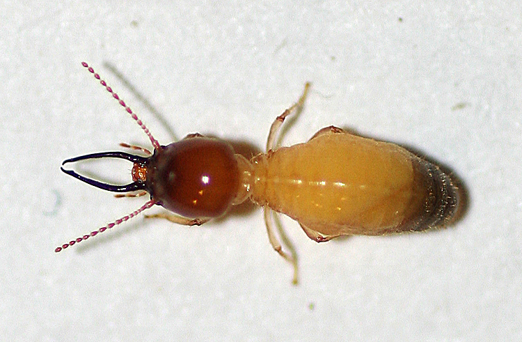 dentispicotermes brevicarinatus