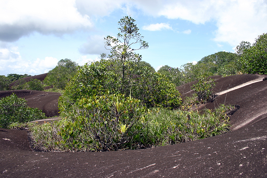 nouragues inselberg