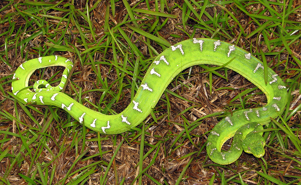 Corallus caninus