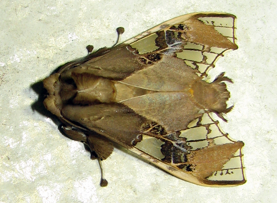 eutelia sp.