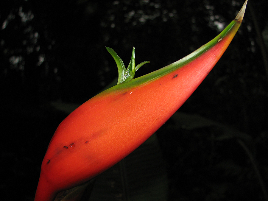 Heliconia