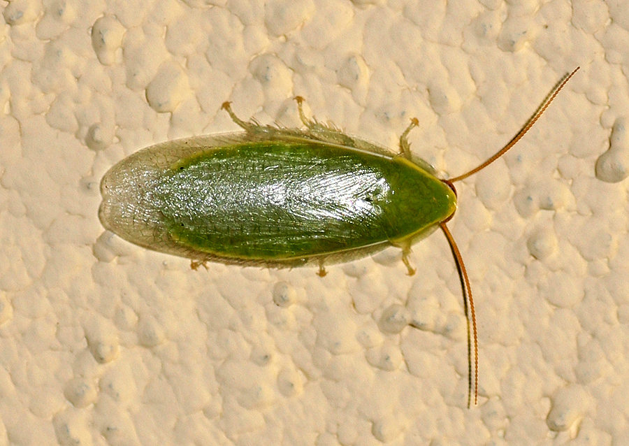 blattodea panchlora sp