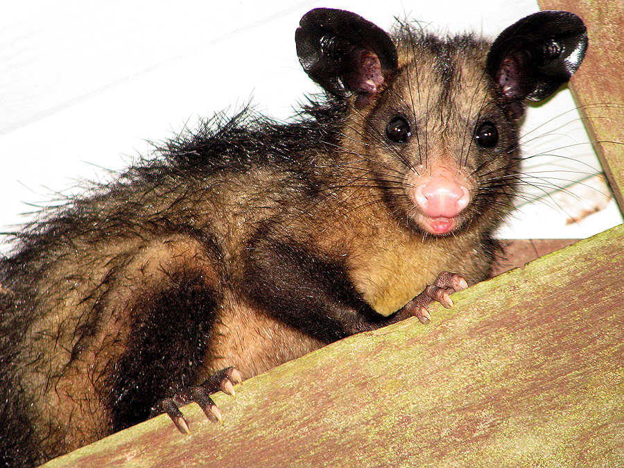 Possum