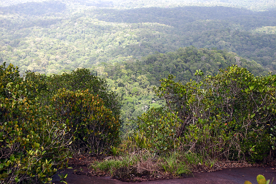 nouragues inselberg