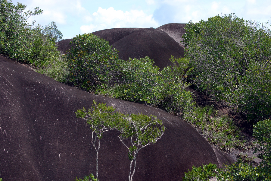 nouragues inselberg