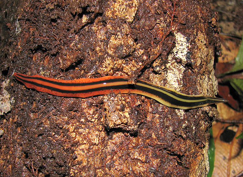 Flat worm