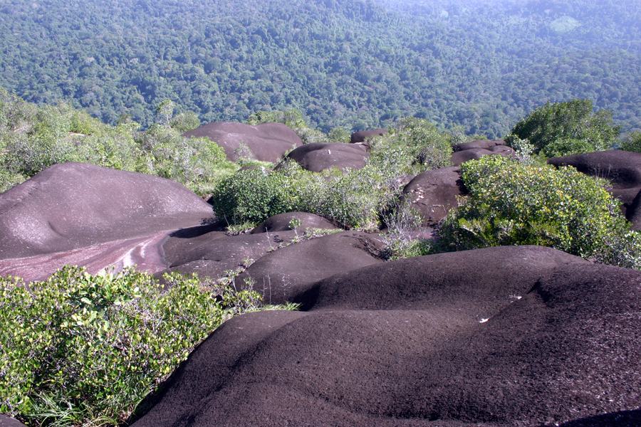 nouragues inselberg