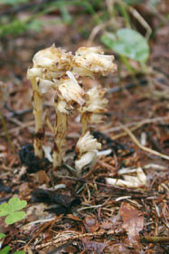 Mykoheterotrofní hnilák smrkový (Monotropa hypopitys), Zadní Zvonková 
<br/>
<br/>Foto L. Ekrt