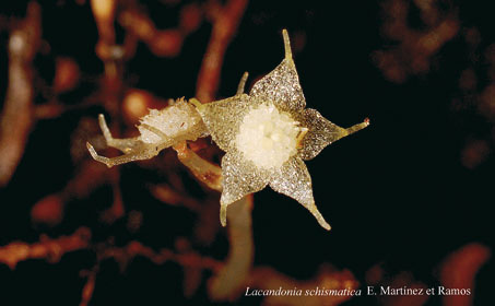 Detail květu rozkolničky Lacandonia schismatica v přirozeném stavu. Dobře patrná je jemná stavba a bledavé (bez chlorofylu) zabarvení celé rostliny. 
<br/>
<br/>Foto J. P. Abascal