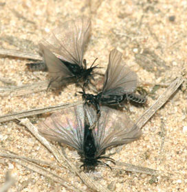 Rojící se samci řasníků Stylops ovinae. Obvykle se líhnou v jediný den. Nejsou ale dobrými letci – často se pohybují jen po zemi za neustálého třepotu křídel. 
<br/>
<br/>Foto W. Rutkies