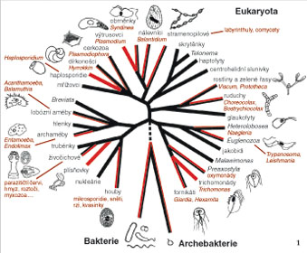 Zastoupení parazitů v jednotlivých liniích organismů a předpokládané příbuzenské vztahy se zaměřením na eukaryota. Přítomnost parazitických zástupců v jednotlivých liniích znázorňuje červená barva – celá červená větev je pro výhradně parazitické skupiny, z poloviny červená pro skupinys malým počtem parazitických zástupců. U každé linie jsou schematicky vyobrazeni vybraní parazitičtí zástupci (názvy barevně). 
<br/>
<br/>Orig, V. Hampl
<br/>