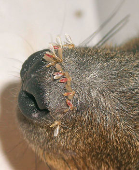 Flebotomové sající na damanovi skalním (Procavia capensis)
<br/>
<br/>Foto J. Votýpka
<br/>