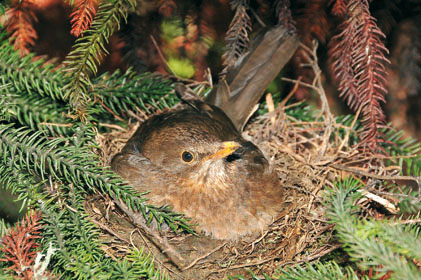 Samice nepůvodního kosa černého (Turdus merula) na hnízdě postaveném v nepůvodním blahočetu (Araucaria). Novozélandský Auckland
<br/>
<br/>Foto T. Grim