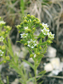 Lněnka lnolistá (Thesium linophyllon) kvete od května až do srpna. 
<br/>
<br/>Foto T. Dostálek