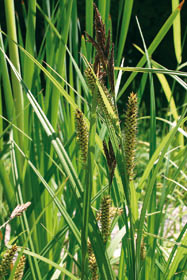 Ostřice ostrá (Carex acutiformis) je podobná ostřici štíhlé, ale jako trojbliznová má oblé mošničky a na bázi načervenalé pochvy. 
<br/>
<br/>Foto L. Hrouda
<br/>