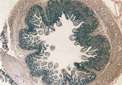 Sterilní střevo bezmikrobního selete má nedostatečně vyvinutý imunitní systém. Světlé špičky klků ukazují na nepřítomnost imunitních buněk, které se objeví až po stimulaci bakteriální mikroflórou. Příčný řez tenkým střevem (ileum) barvený hematoxylinem, zvětšení 50×. 
<br/>
<br/>Foto I. Trebichavský
<br/>