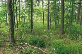 Hlavní typy lesa Jižního Uralu jsou analogické středoevropským lesům pozdního glaciálu a raného holocénu. Modřínové, borové a březové lesy (na fotografii) odpovídají lesům pozdního glaciálu a samého počátku holocénu. Dubové lesy jsou analogií středoevropských lesů suchých období raného holocénu a na Jižním Uralu se vyskytují na suchých stanovištích na kontaktu se stepí, často na místech ovlivněných požáry, jako na tomto snímku. Stinné lesy s javorem, lípou, jilmem a druhově chudým podrostem mezofilních bylin jsou analogií zonálních lesů středoevropských nížin a pahorkatin ve středním holocénu. Foto L. Tichý