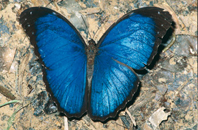 Samec Morpho menelaus s částečně rozvřenými křídly. Peru, Loreto (1989). Foto G. O. Krizek