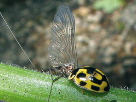 Slunéčko čtrnáctitečné (Propylea quatuordecimpunctata) požírající jepici rodu Cleon. 
<br/>Foto O. Nedvěd