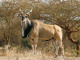 Toubab – šestiletý chovný samec antilopy Derbyho (Taurotragus derbianus derbianus) v senegalské rezervaci Bandia 
<br/>Foto P. Brandl
