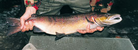 Migrant (samec) lososa obecného (Salmo salar) ulovený v Kamenici 30.10.2002. 
<br/>Foto M. Štambergová
<br/>