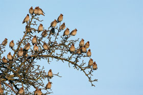 Brkoslav severní (Bombycilla garrulus) – hejno sedící na jabloni. 
<br/>Foto P. Šaj