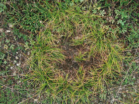 Ostřici nízkou (Carex humilis) dobře po­známe díky světle zelené barvě a specifickému růstu. Původní trs od středu vyhnívá a přirůstá na okrajích. 
<br/>Foto L. Hrouda