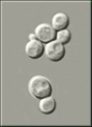 Saccharomyces cerevisiae